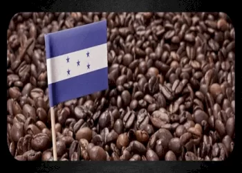 همه چیز درباره قهوه هندوراس