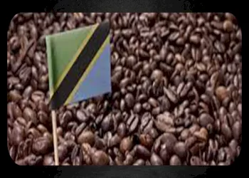 همه چیز درباره قهوه تانزانیا