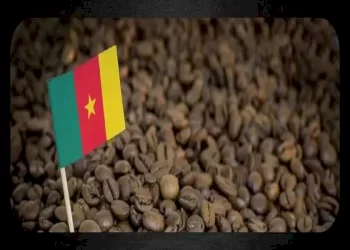 همه چیز درباره قهوه کامرون