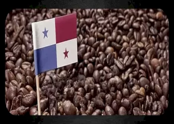همه چیز درباره قهوه پاناما