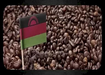 همه چیز درباره قهوه مالاوی