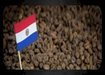 همه چیز درباره قهوه پاراگوئه