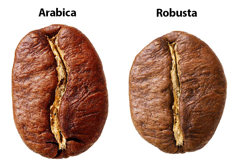 دانه قهوه عربیکا و روبوستا
