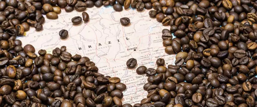 انواع  قهوه عربیکا