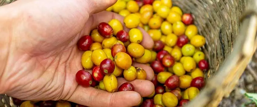 انواع دانه قهوه بولیوی