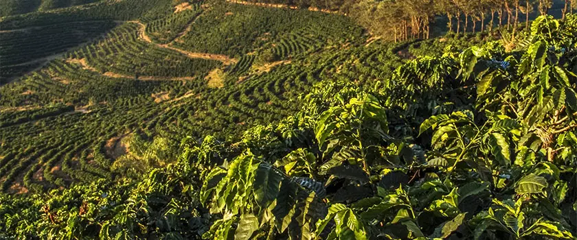 مناطق کشت قهوه برزیل