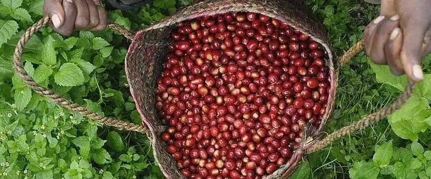 تاریخچه قهوه بوروندی
