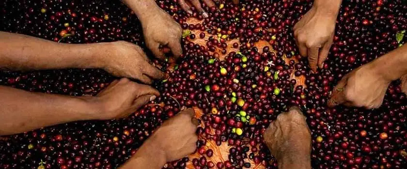 فرآوری قهوه کامرون و افزایش تولید عربیکا