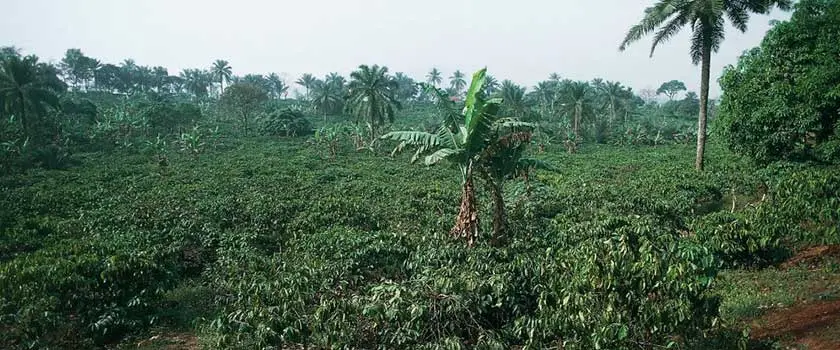 مناطق کشت قهوه کامرون