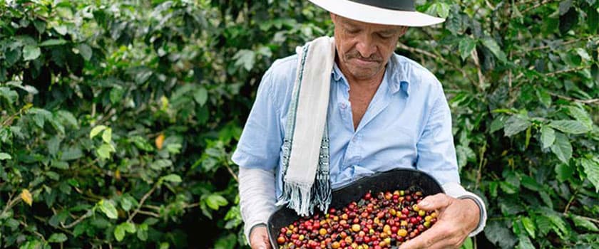 کشاورز قهوه کلمبیا