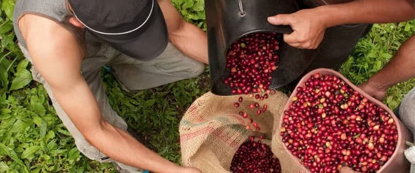 مناطق کشت قهوه کلمبیا