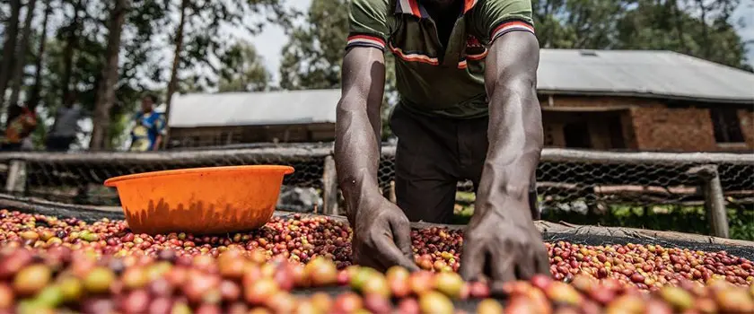 مناطق تولید و کشت قهوه در کنگو