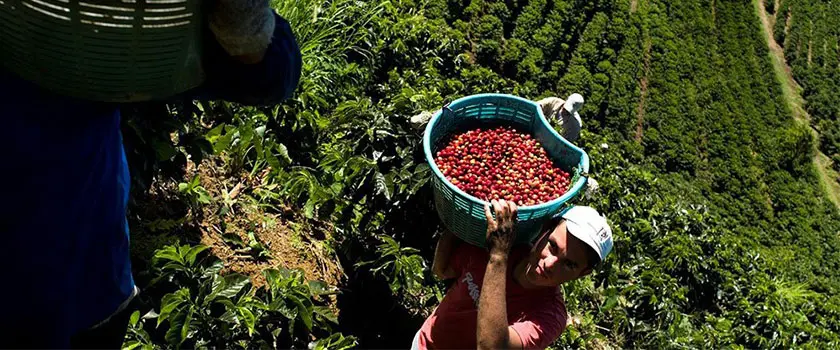 کشاورز قهوه کاستاریکا