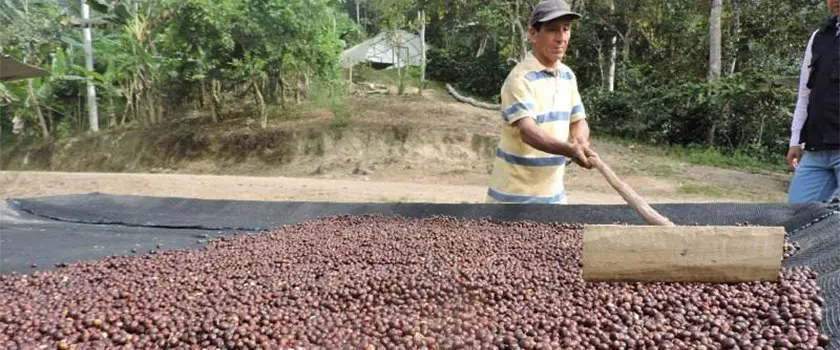 فرآوری قهوه اکوادور 