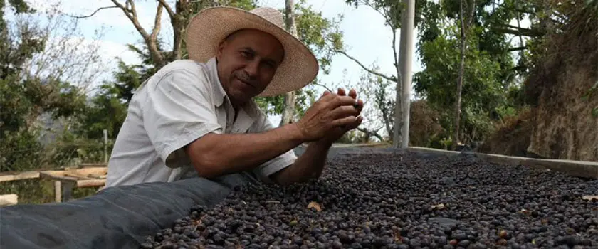 فرآوری قهوه السالوادور