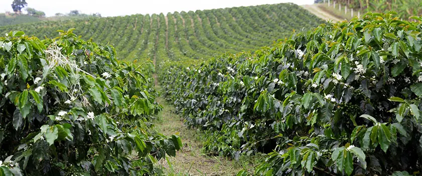 جغرافیا و رشد قهوه اتیوپی