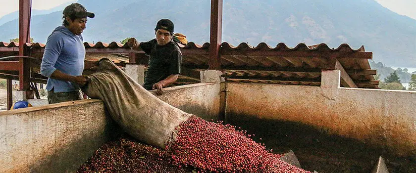 شرایط رشد قهوه گواتمالا 