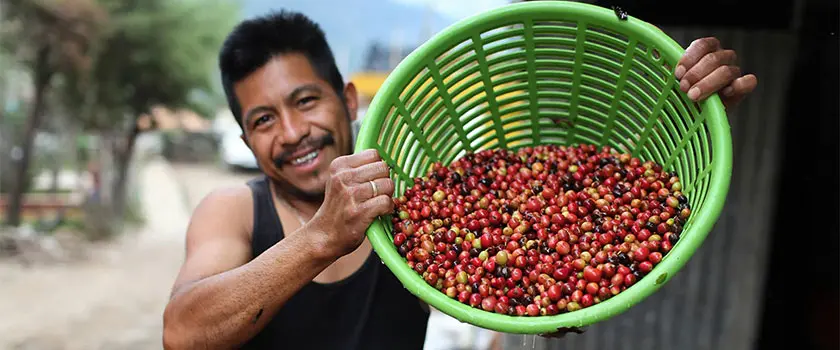 8 واقعیت جالب درباره قهوه گواتمالا