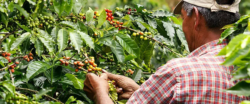 انواع دانه های قهوه صادراتی از هائیتی
