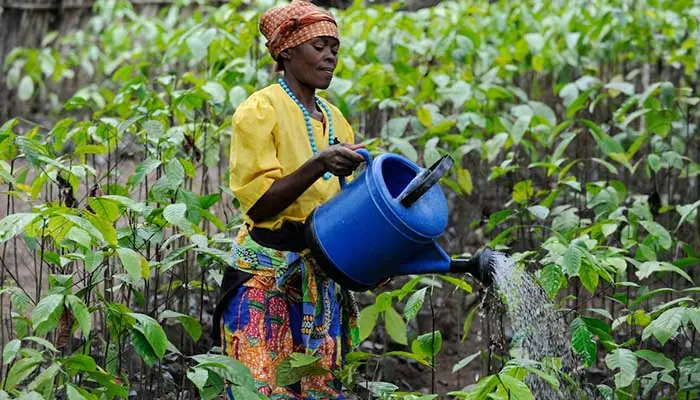 مناطق کشت قهوه آنگولا