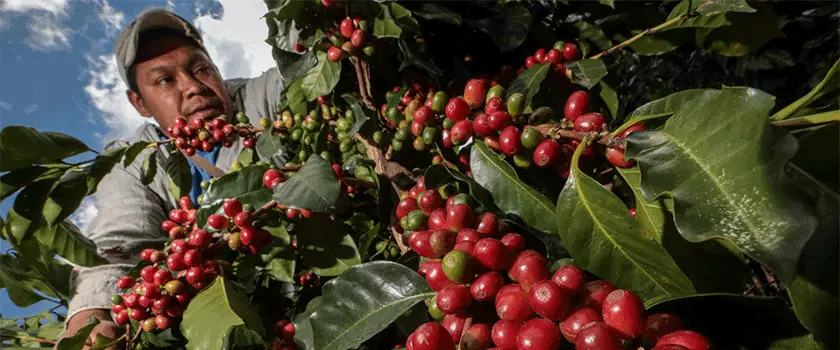 جغرافیا و کشت قهوه هندوراس