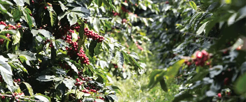 مناطق کشت قهوه هندوراس