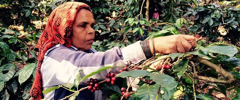 کشاورز قهوه هند