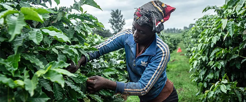 کشاورز قهوه کنیا