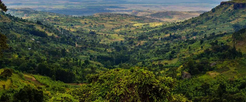 مناطق کشت قهوه کنیا