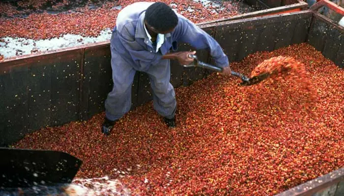 نحوه فرآوری قهوه مالاوی