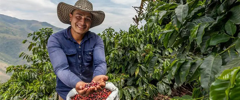  صنعت قهوه مکزیک