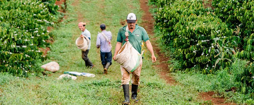 کشاورز  قهوه نیکاراگوئا