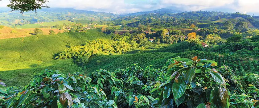 مناطق قهوه نیکاراگوئا