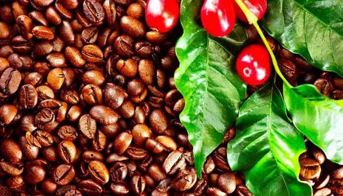 صادرات قهوه پاراگوئه