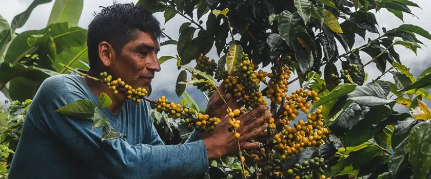 کشاورز قهوه پرو