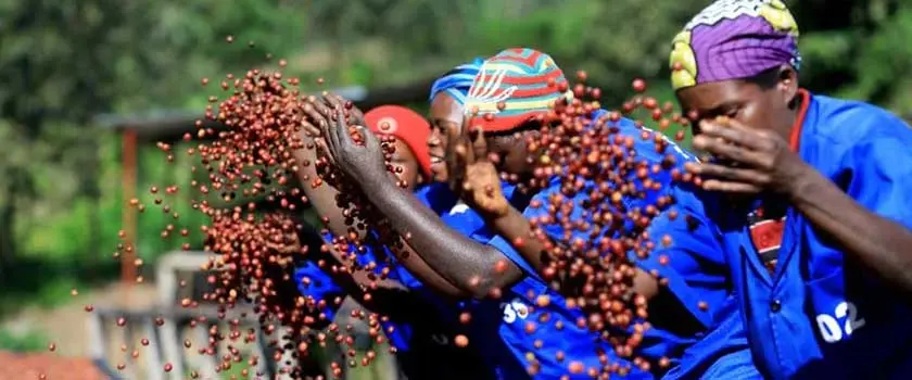 فرآوری قهوه رواندا