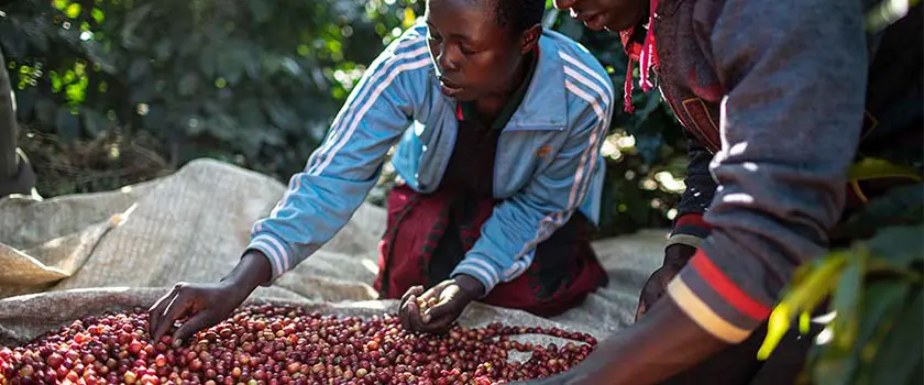 برداشت وفرآوری قهوه تانزاینا