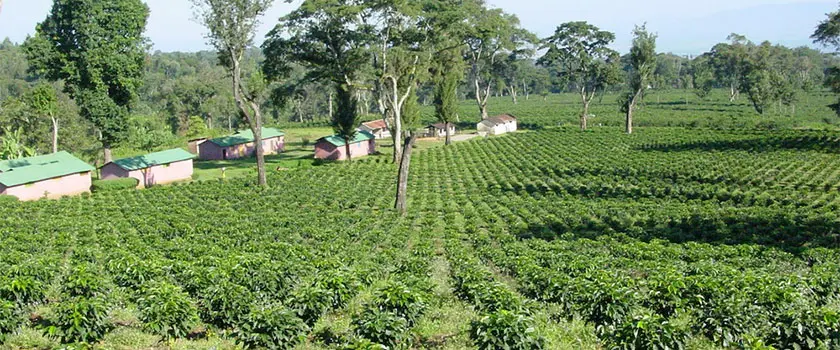 مناطق در حال کشت قهوه تانزانیا