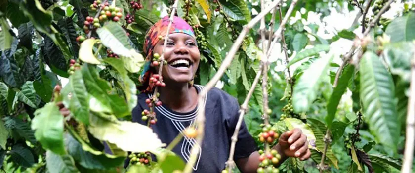 مشکلات کشت قهوه اوگاندا