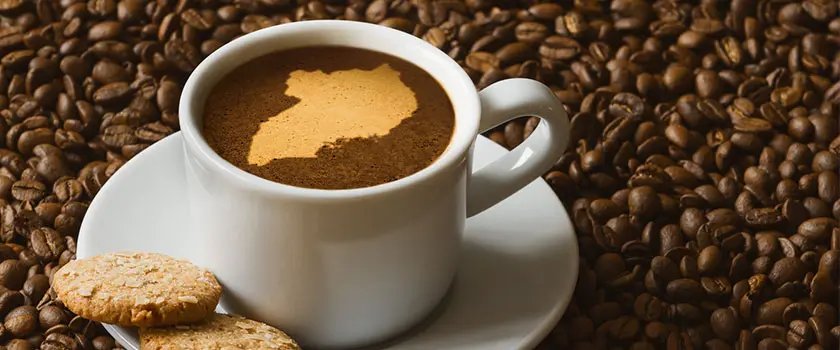 طعم قهوه اوگاندا