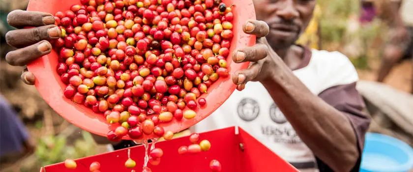 تاریخچه قهوه اوگاندا