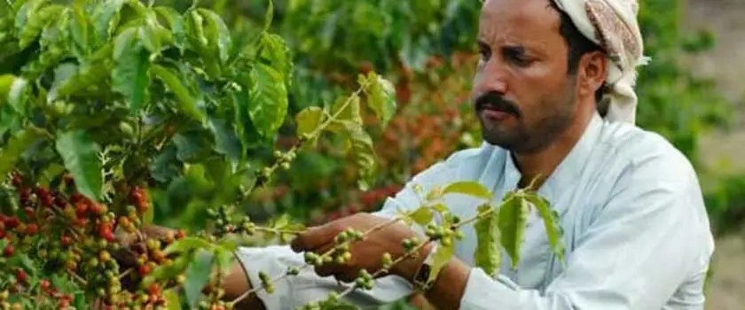 کشت و فرآوری قهوه یمن
