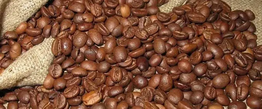 انواه دانه قهوه زامبیا