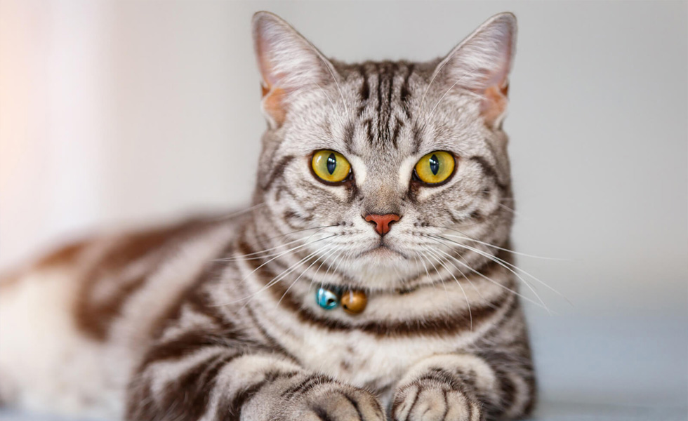 انواع گربه‌های خانگی