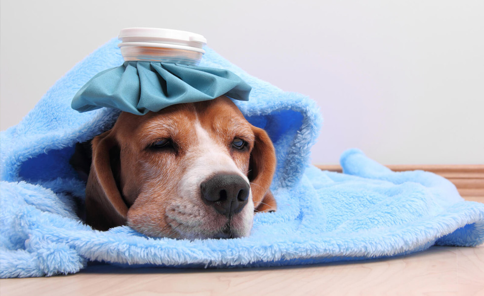 آیا سگها سرما میخورند؟