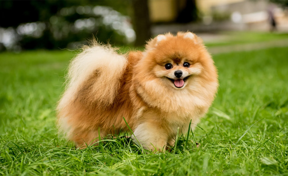 پریودی در سگ‌های پامرانین