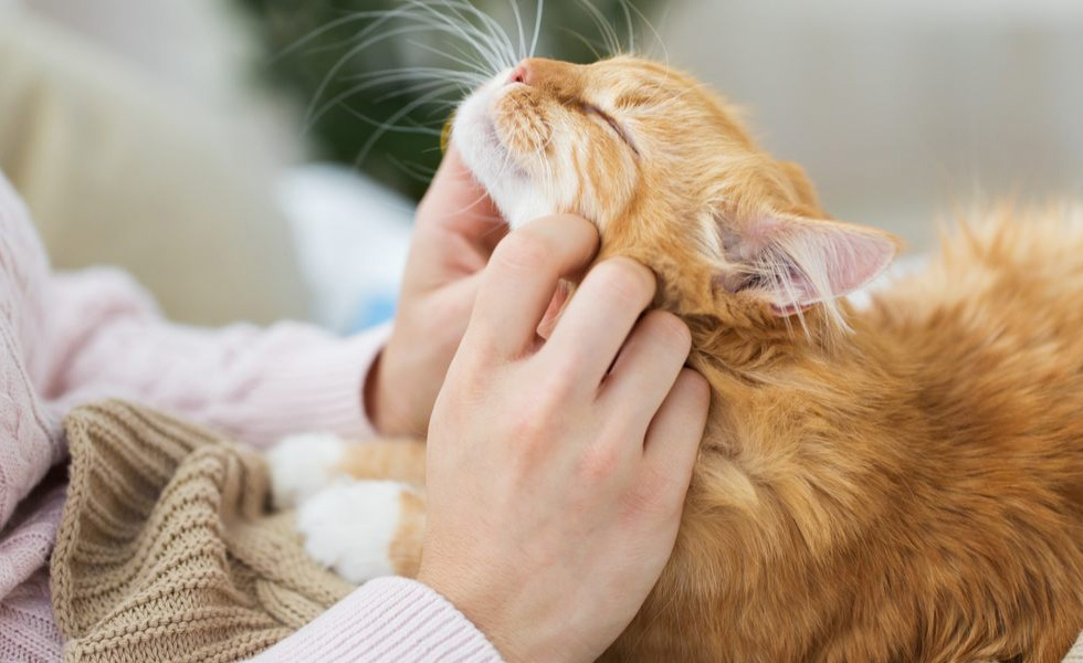 چگونه گربه را عاشق خود کنیم؟