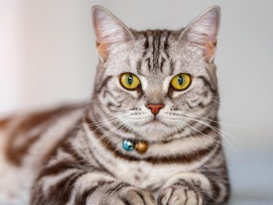 انواع گربه‌های خانگی
