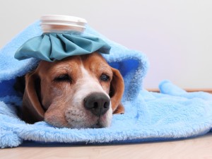 آیا سگها سرما میخورند؟