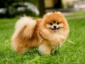 پریودی در سگ‌های پامرانین